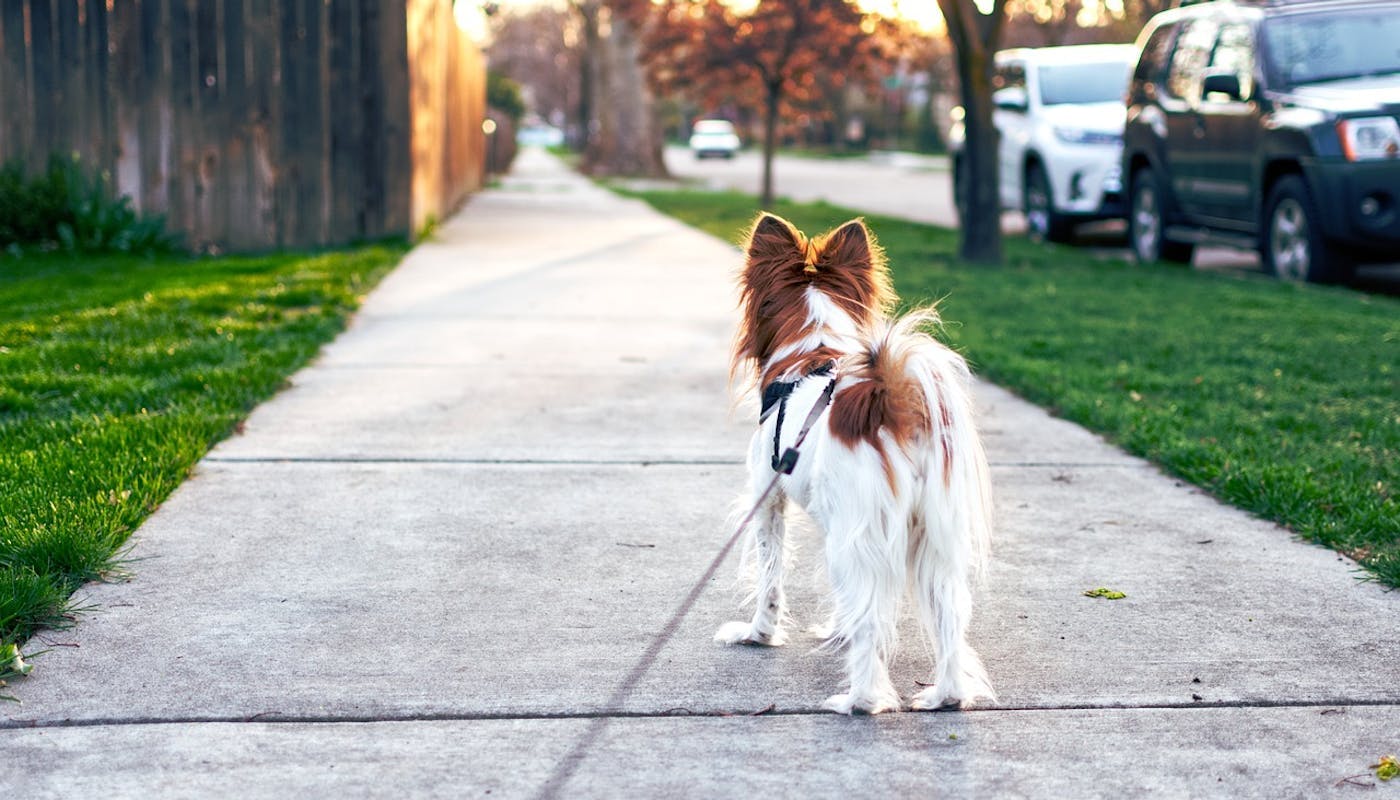 Little doggo going for a walk along the sidewalk