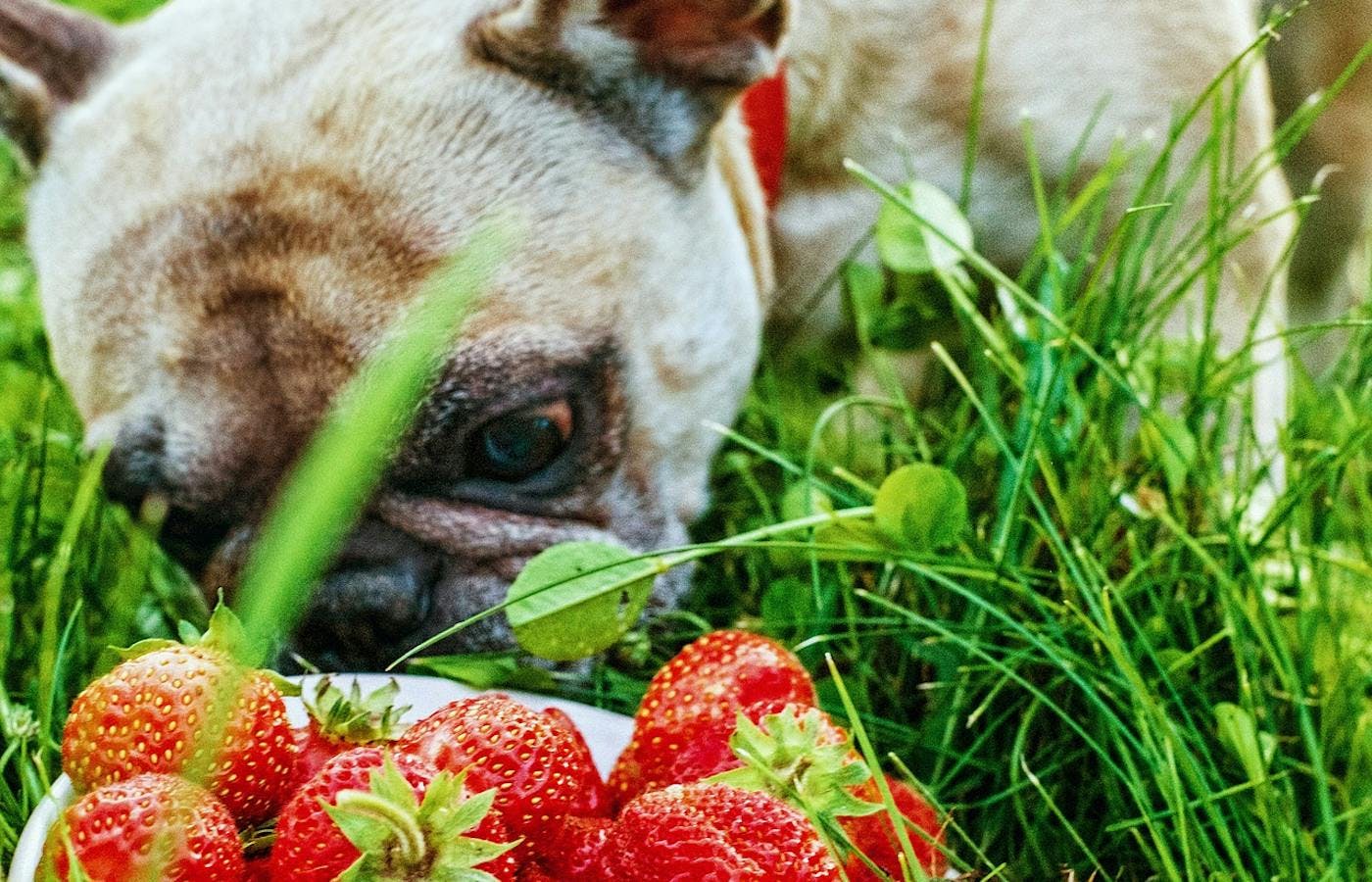pug tucking into some strawberries 