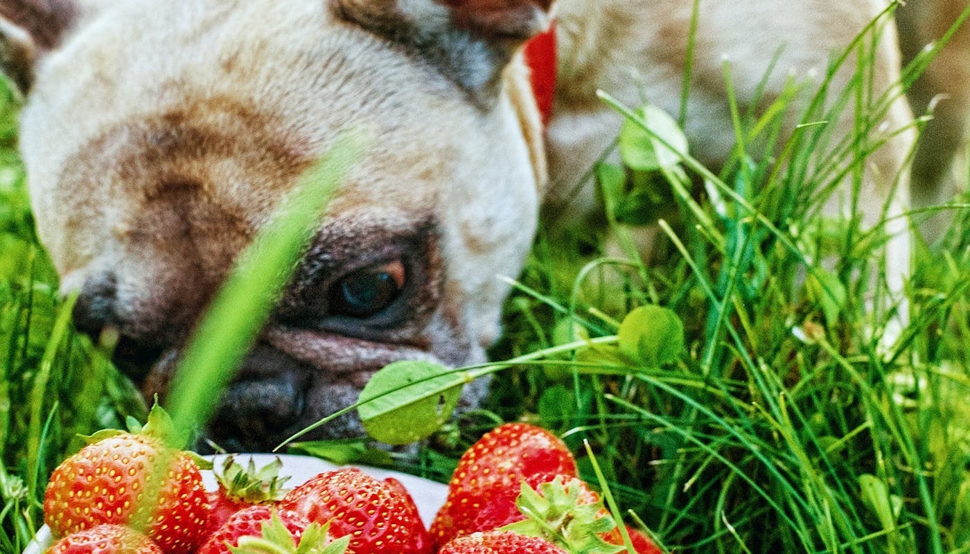 pug tucking into some strawberries 