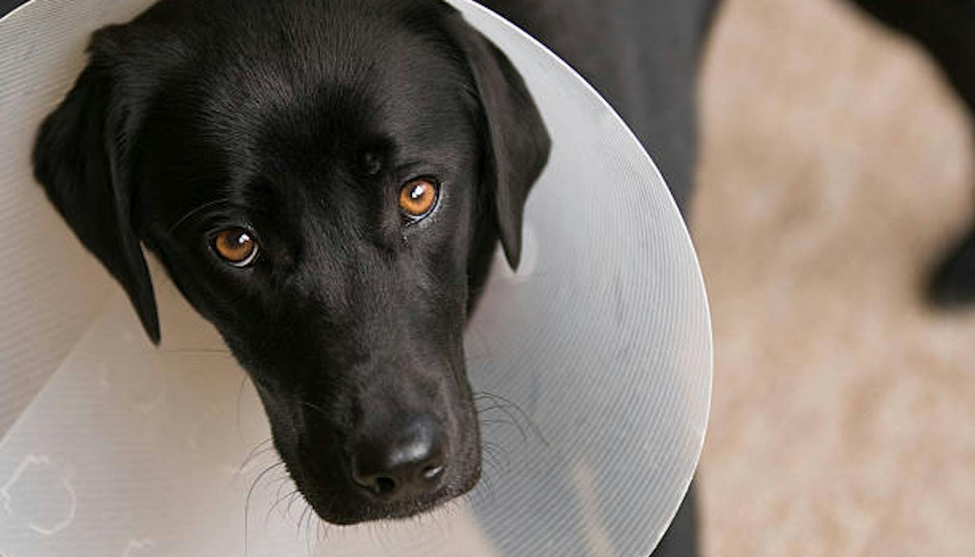 Black labrador wearing a vet cone