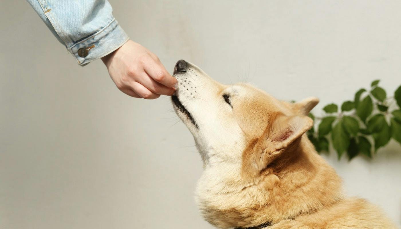 dog taking treat gently