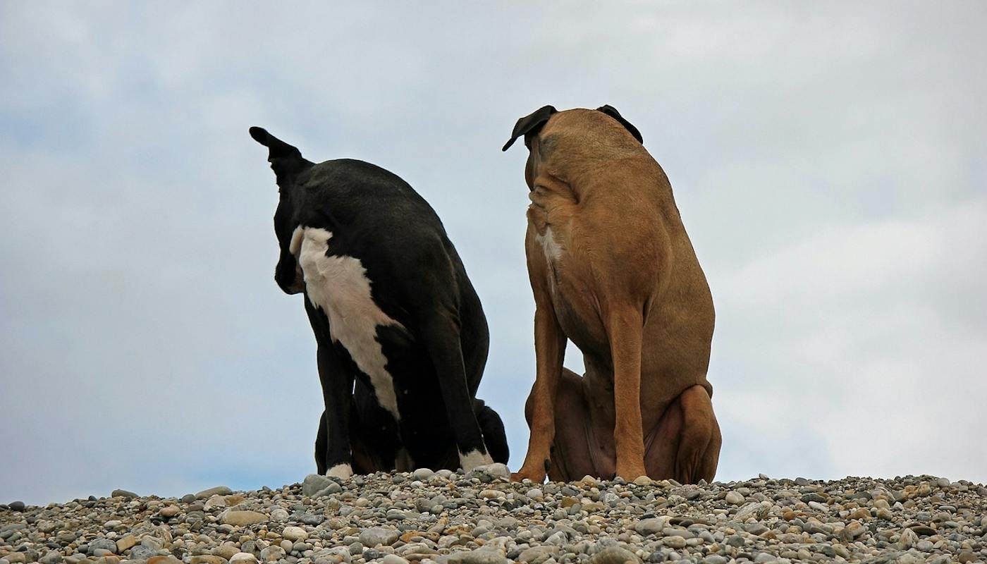 two female dogs looking back over their shoulders