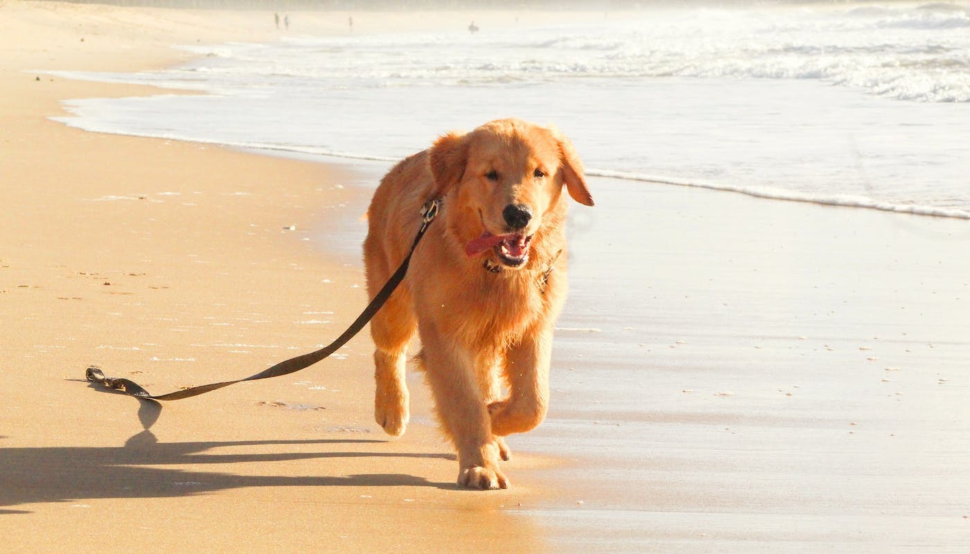 Goldie running across beach with leash trailing 