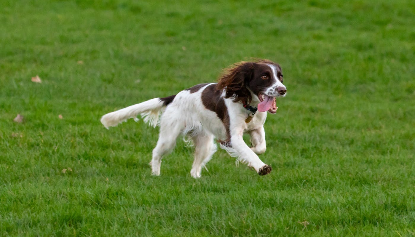 spaniel running through field 