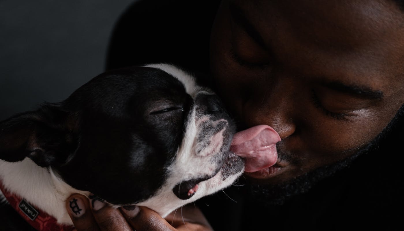 dog licking owner face