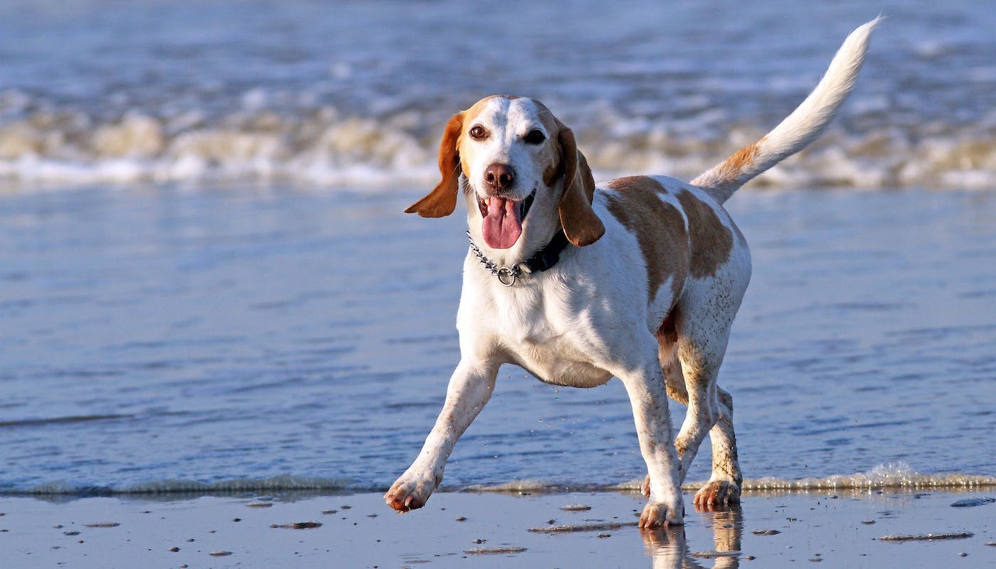 Happy beagle running next to surf