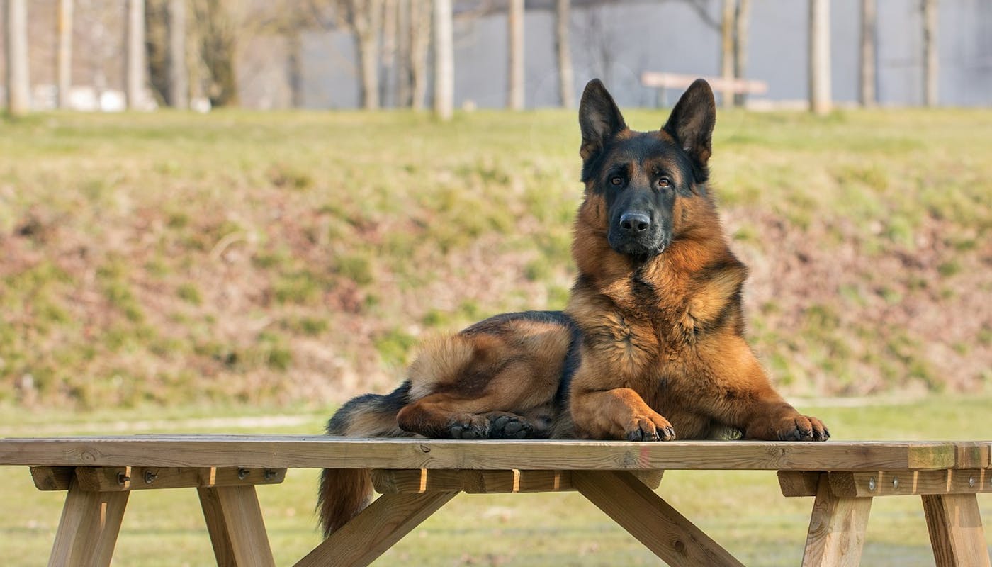 German shepherd sat on top of a picnic bench 