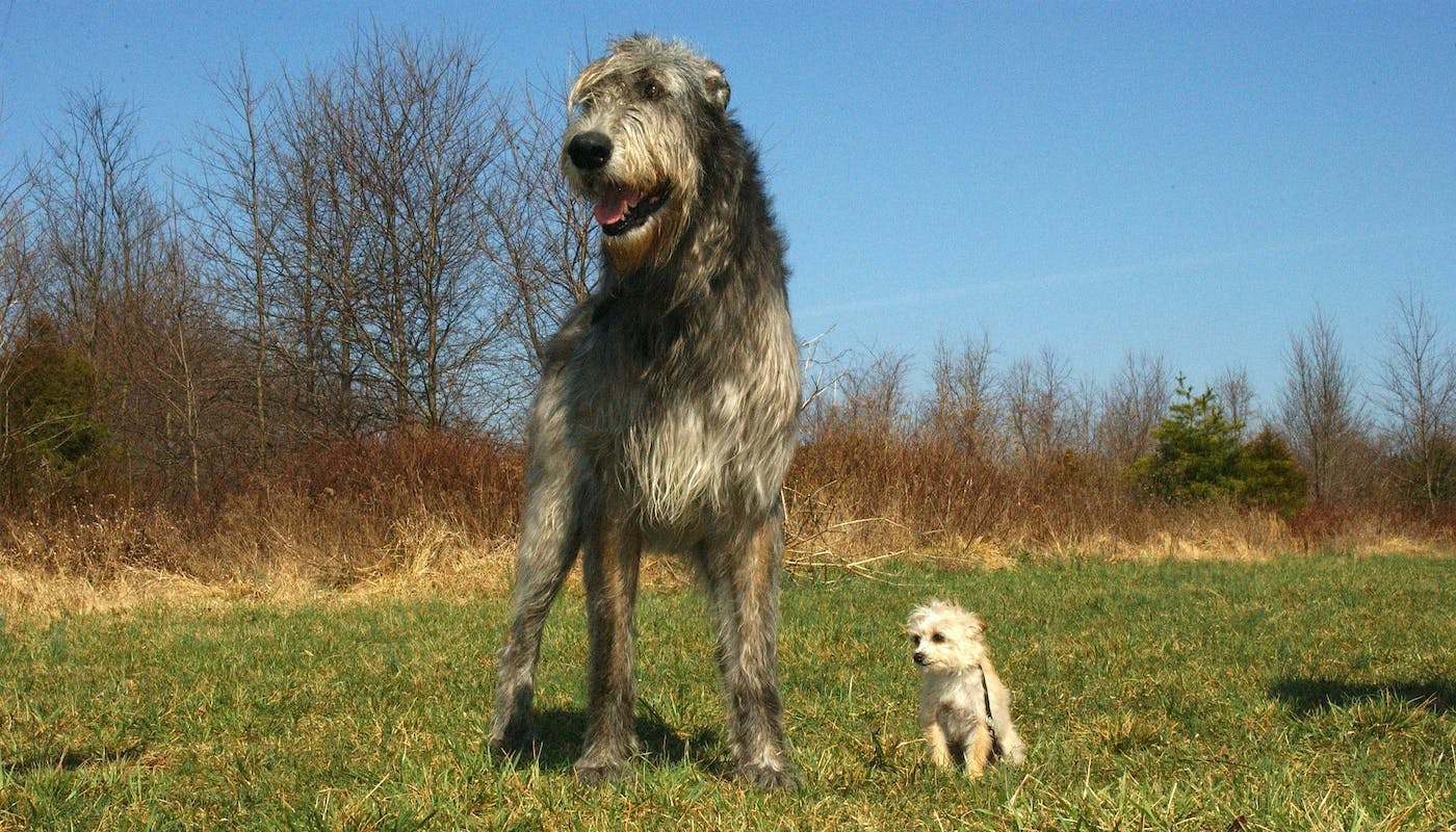 Irish Wolfhound with his tiny friends 
