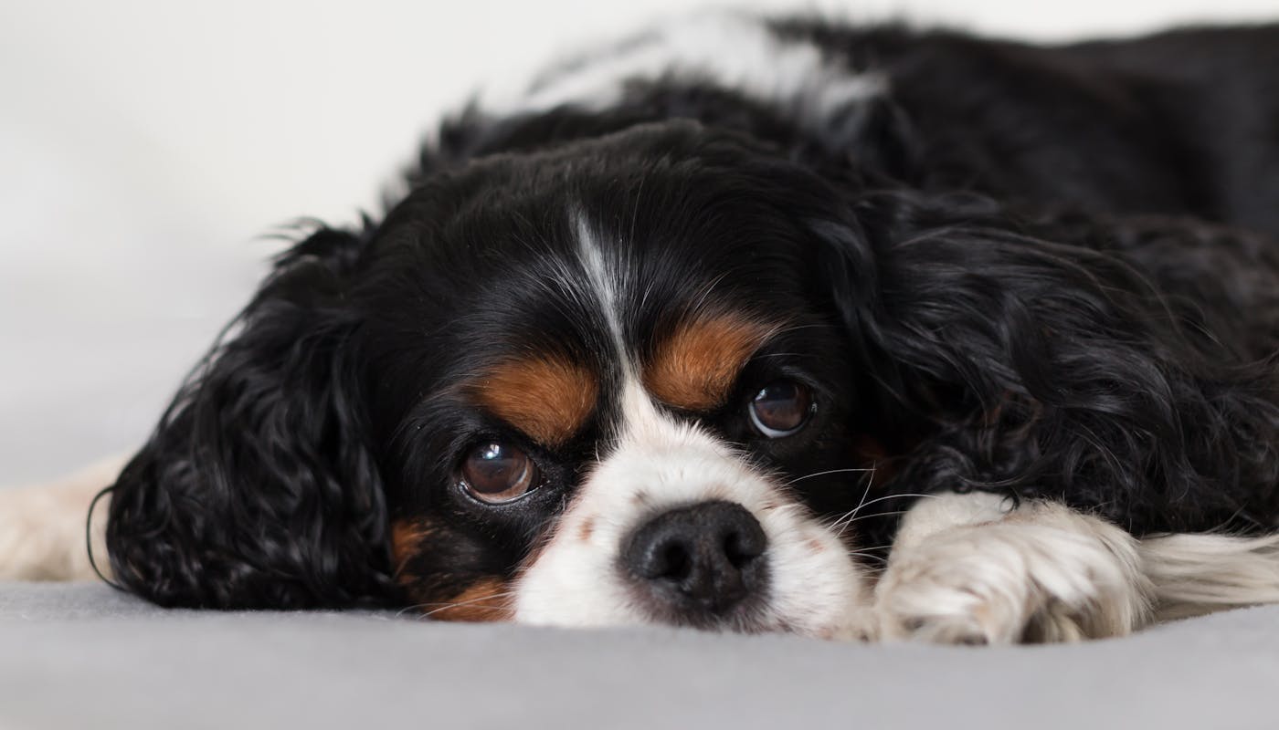 Cavalier King Charles Spaniel feeling under the weather 