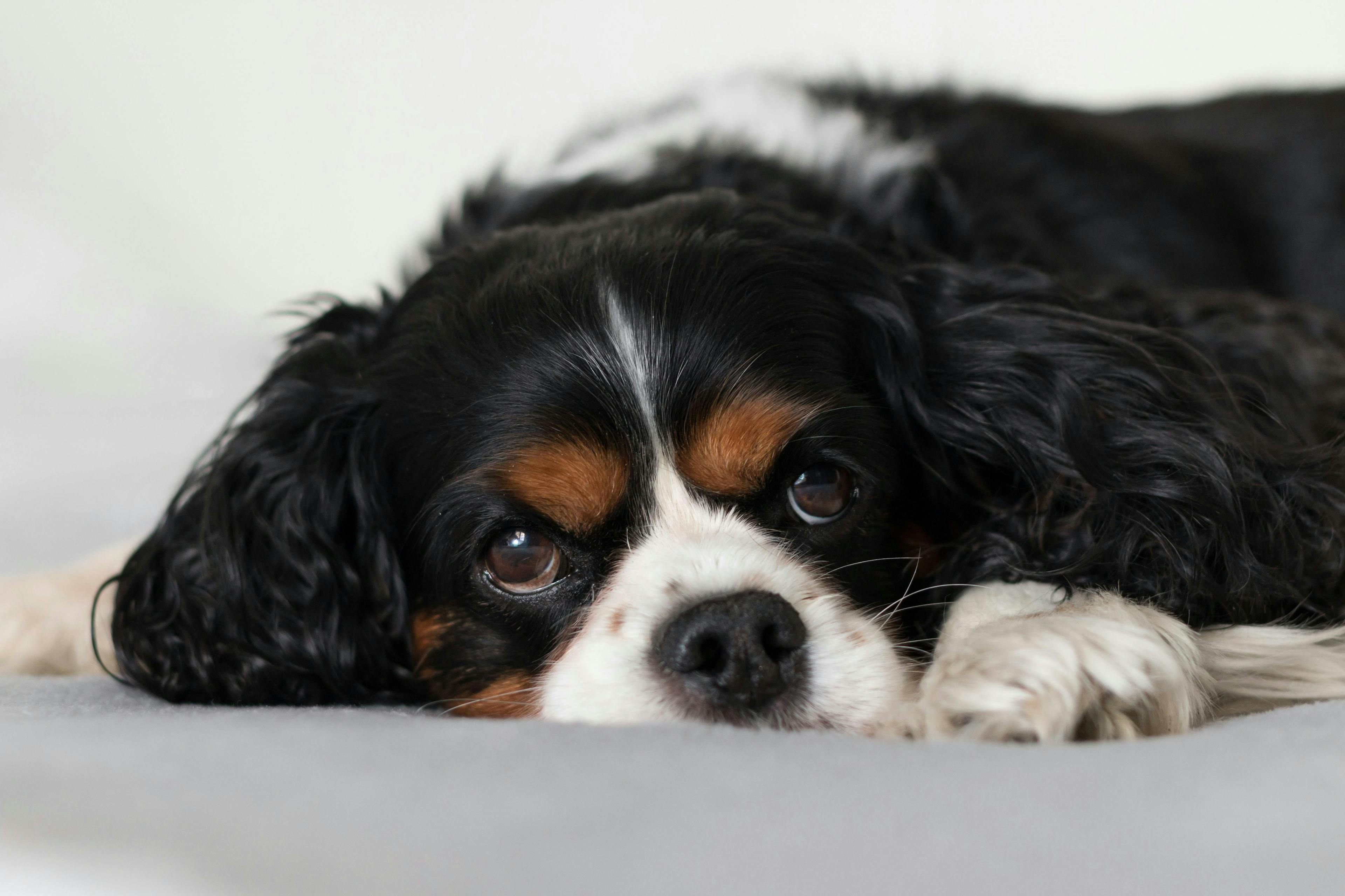 Cavalier King Charles Spaniel feeling under the weather 