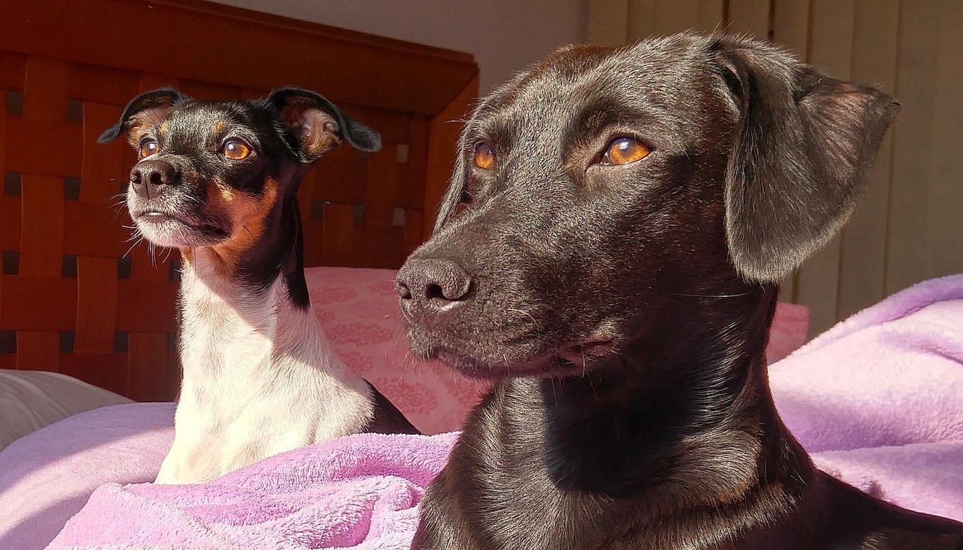 dogs sitting in sunshine
