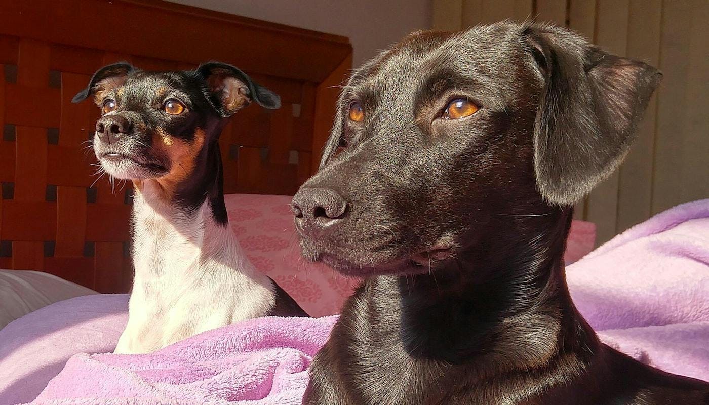 dogs sitting in sunshine
