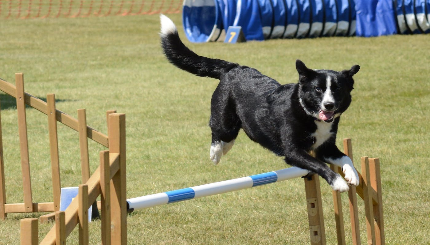 Collie jumping agility course 