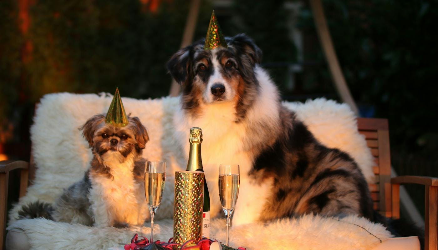 Aussie shepherd and Pekingese  celebrating New Years with some pawsecco 