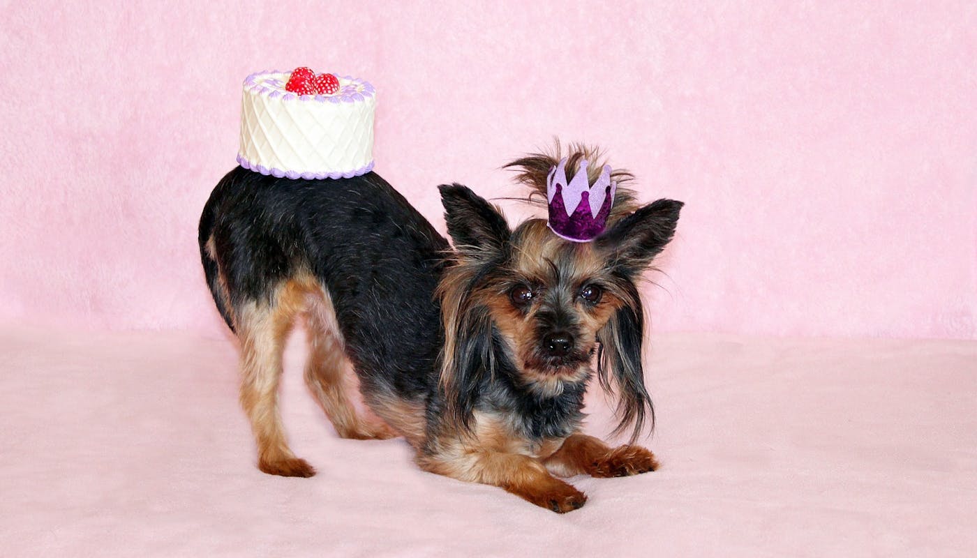 Birthday Yorkie balancing cake on back