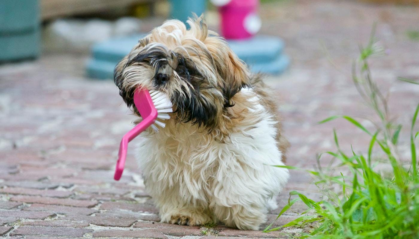Dog with brush in her mouth 
