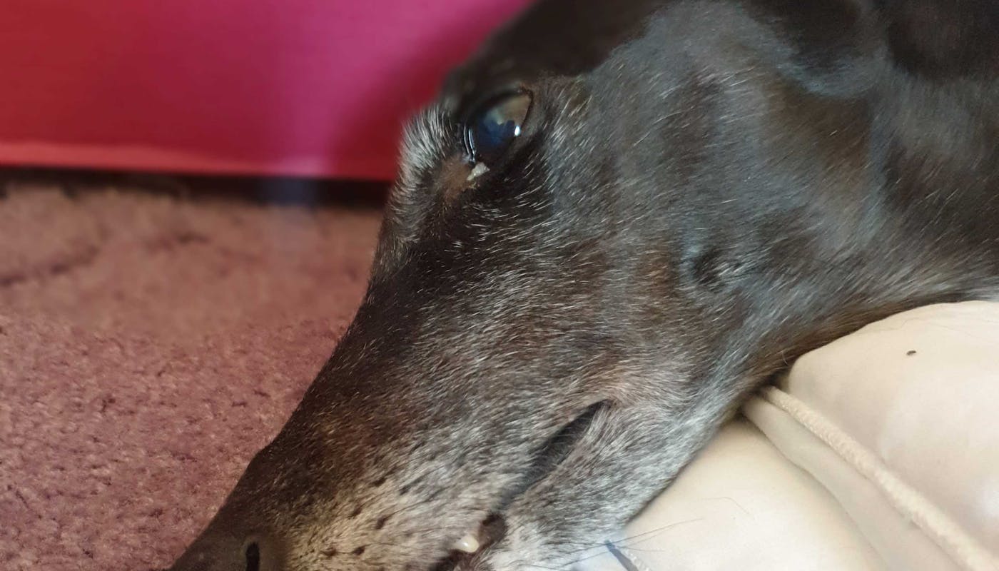 Greyhound with eye boogies 