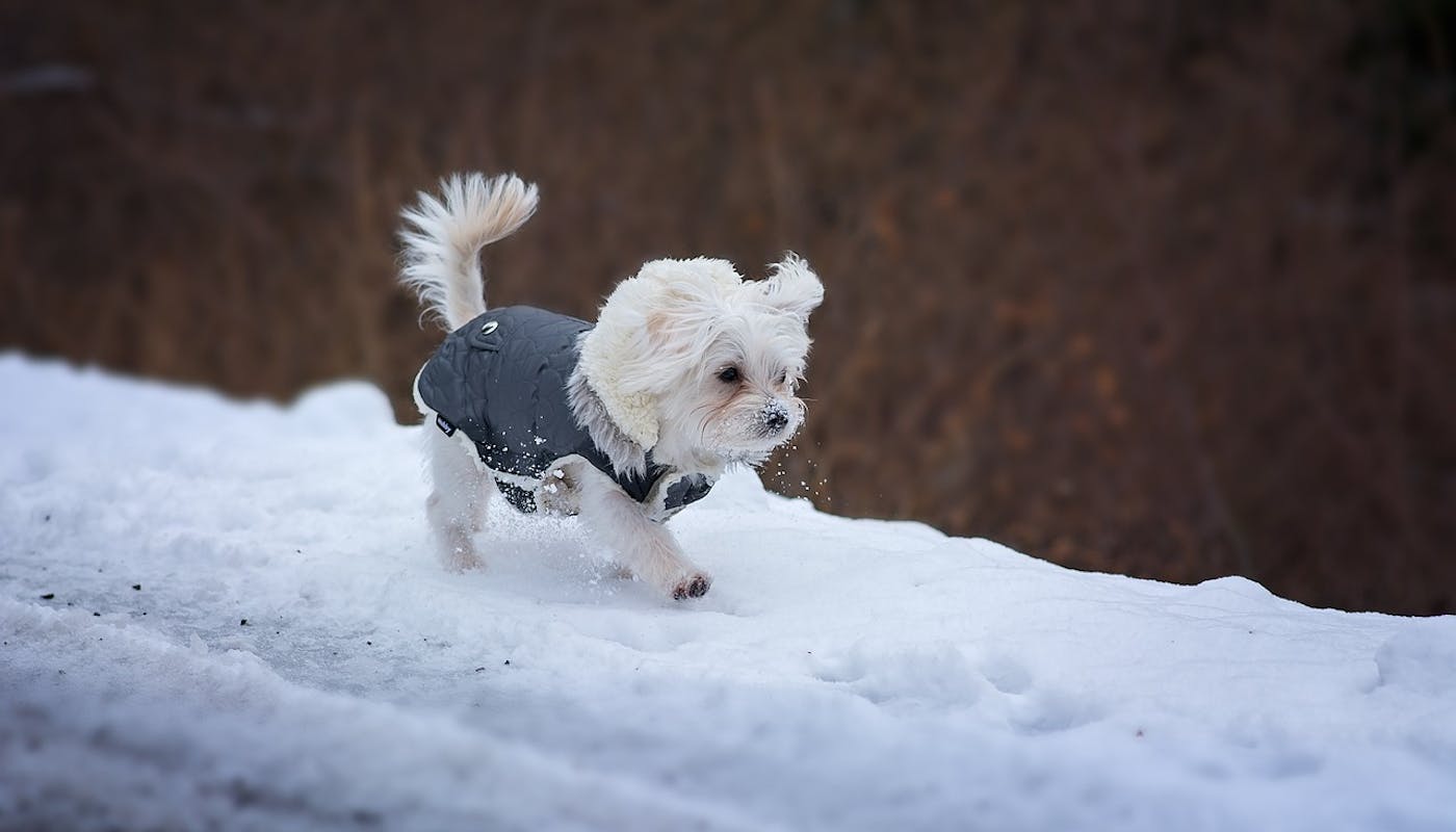 Maltese trotting through the snow in his jacket 