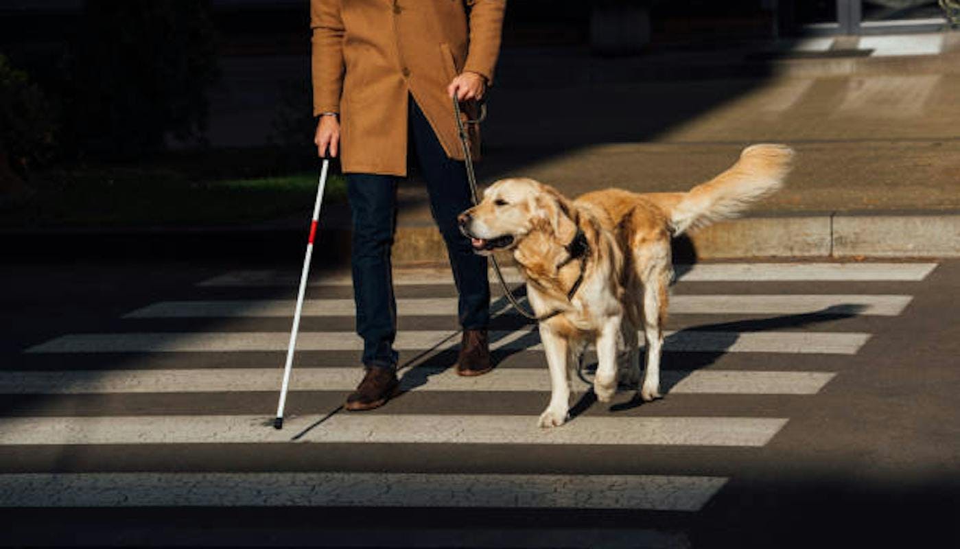 Guide dog with owner crossing road