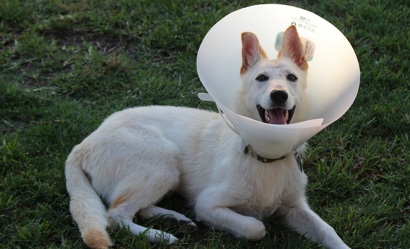 White Husky wearing cone and a big smile 