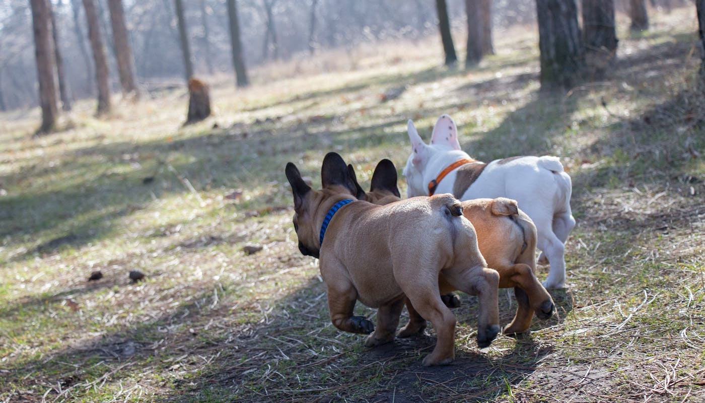 3 little french bulldog butts, trotting away from camera 