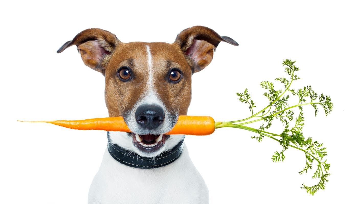 happy dog with carrot 