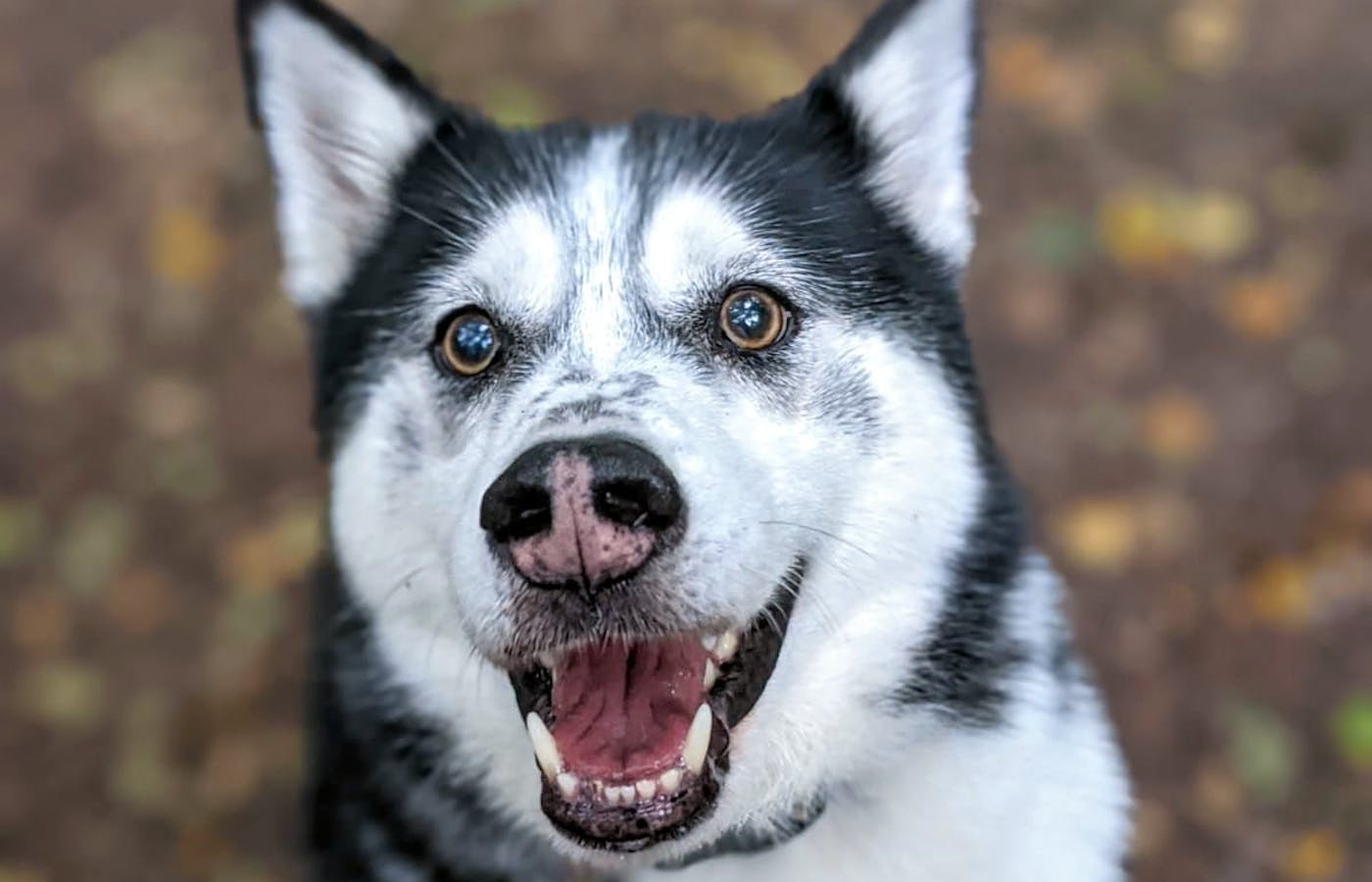 Husky head smiling at the camera 