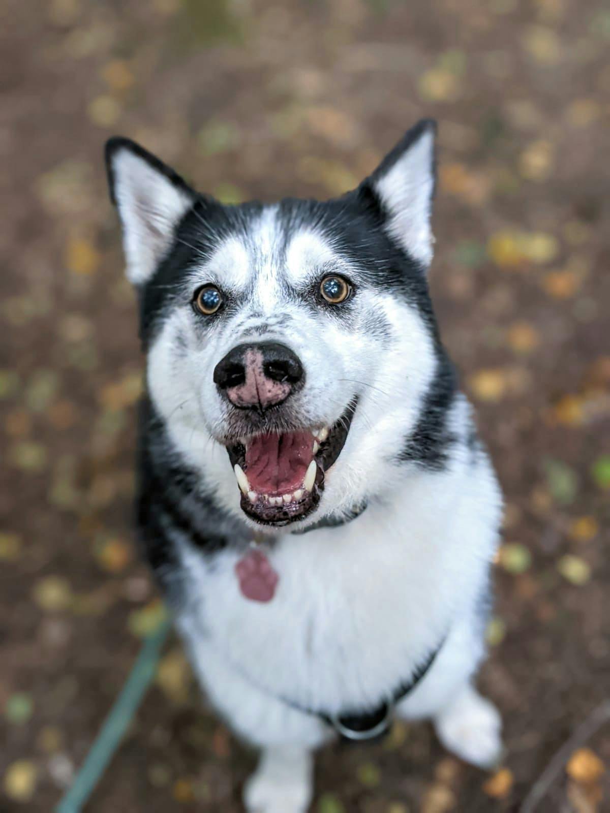 Handsome husky looking up at camera 
