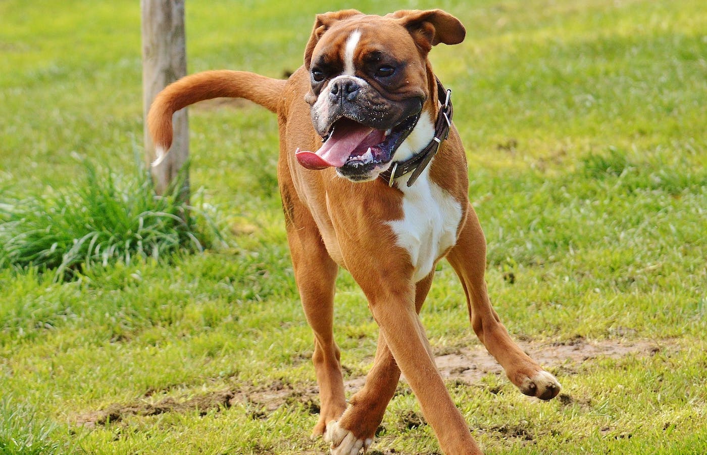 Boxer dog having a run around 