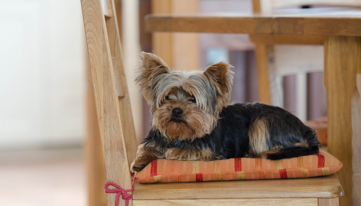 Yorkshire terrier sat on chair 
