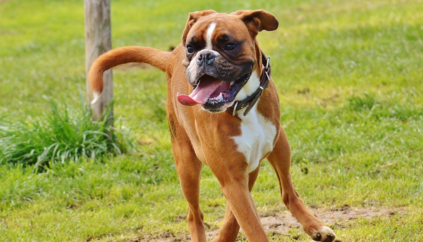 Boxer enjoying run on some grass