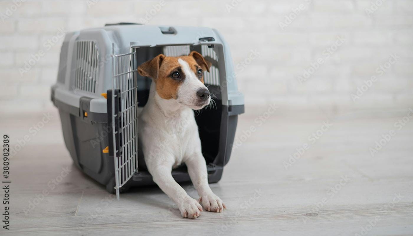 dog in carry crate