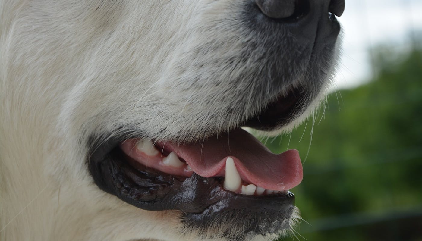 close up of dog mouth with healthy teeth