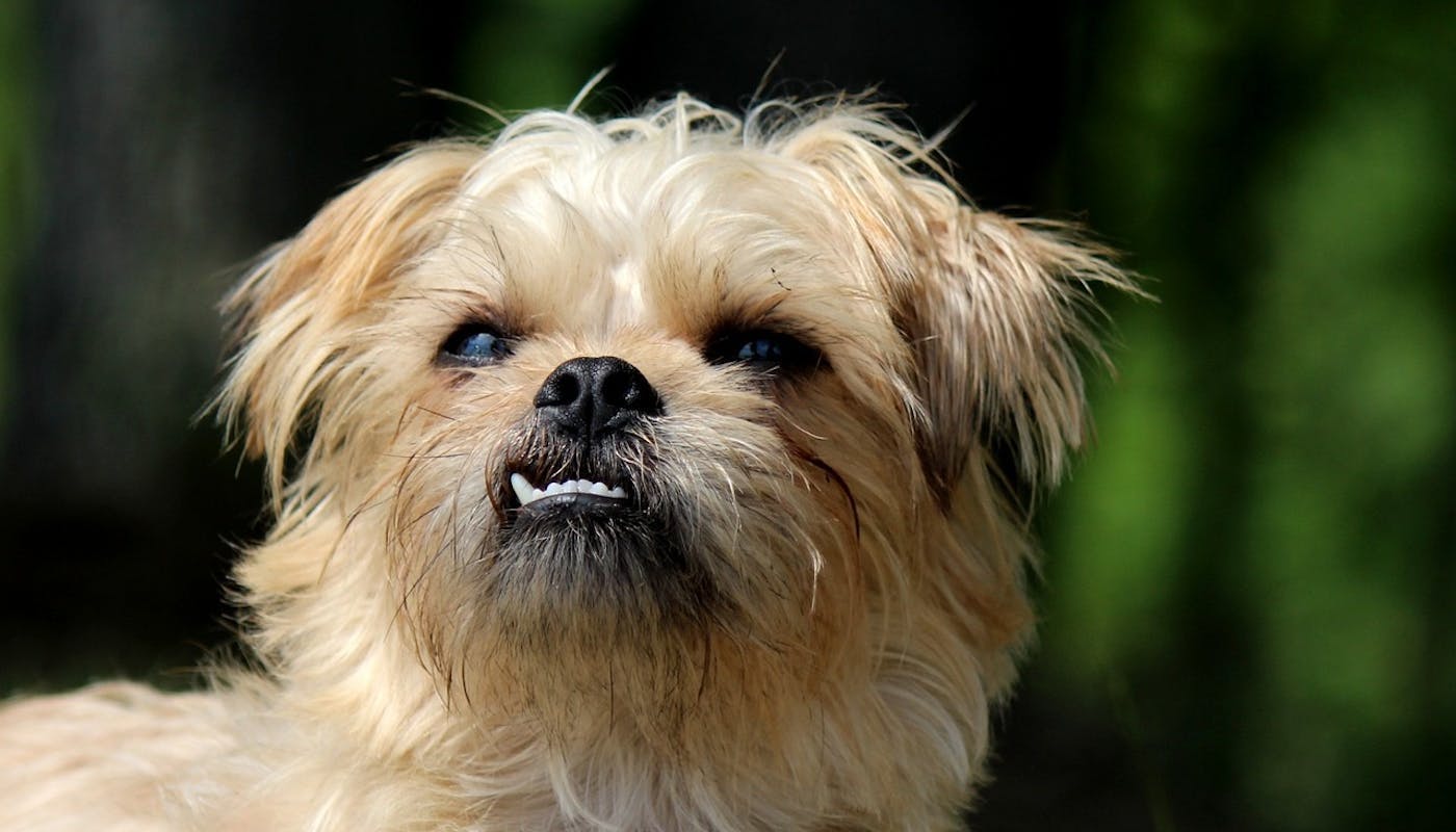 Brussels Griffon with snaggle tooth 