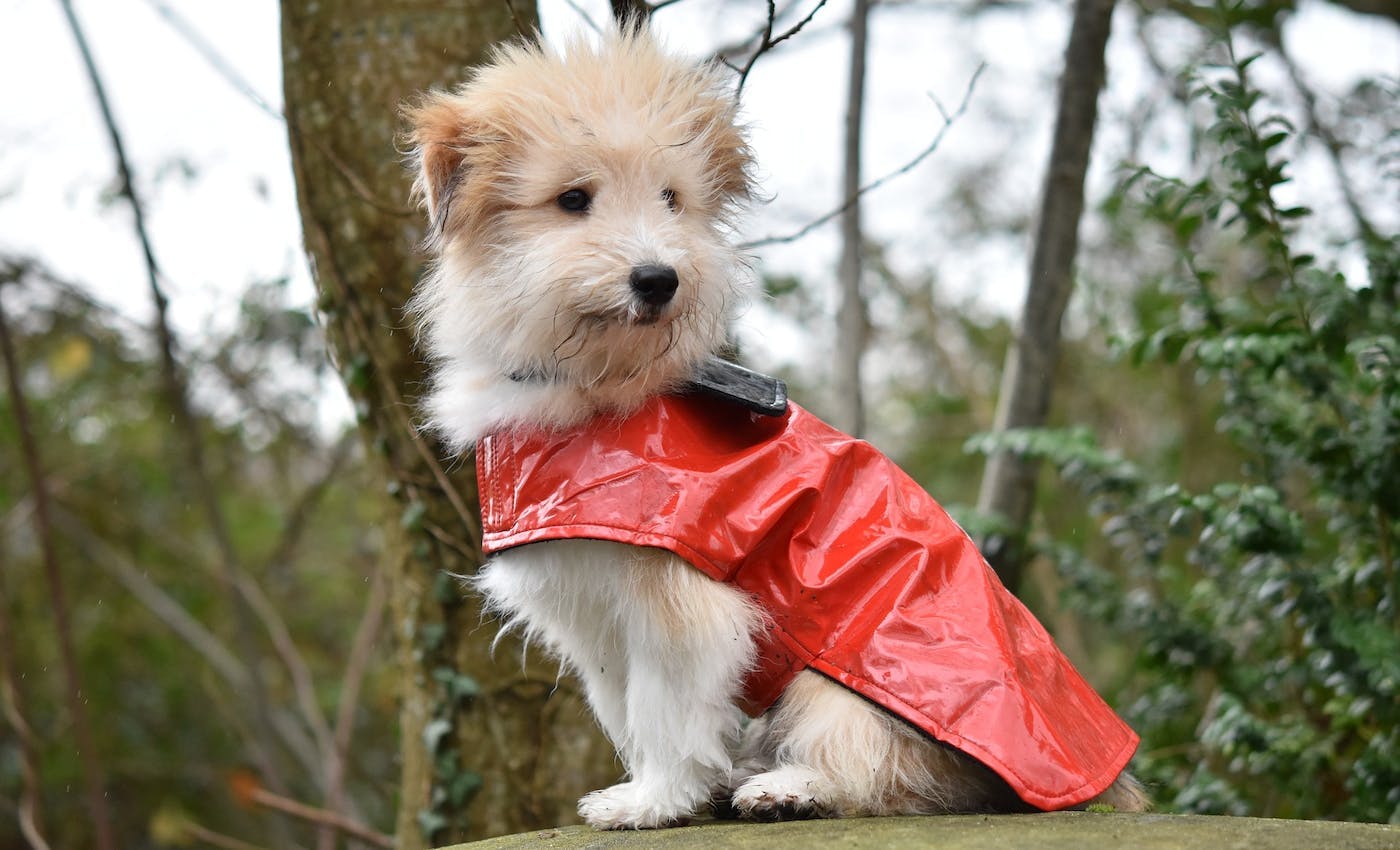 small dog wearing waterproof jacket in the woods