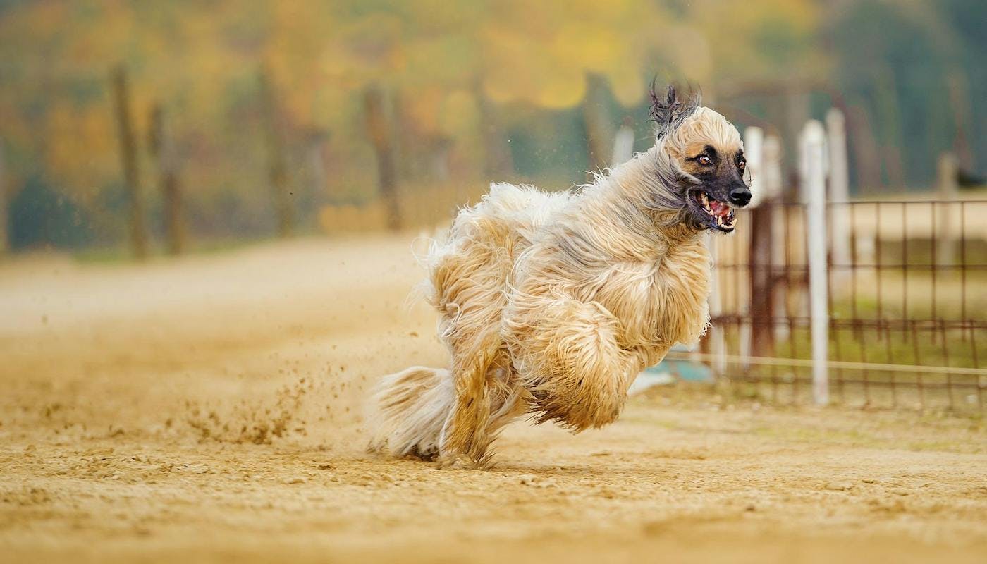 crazy dog running