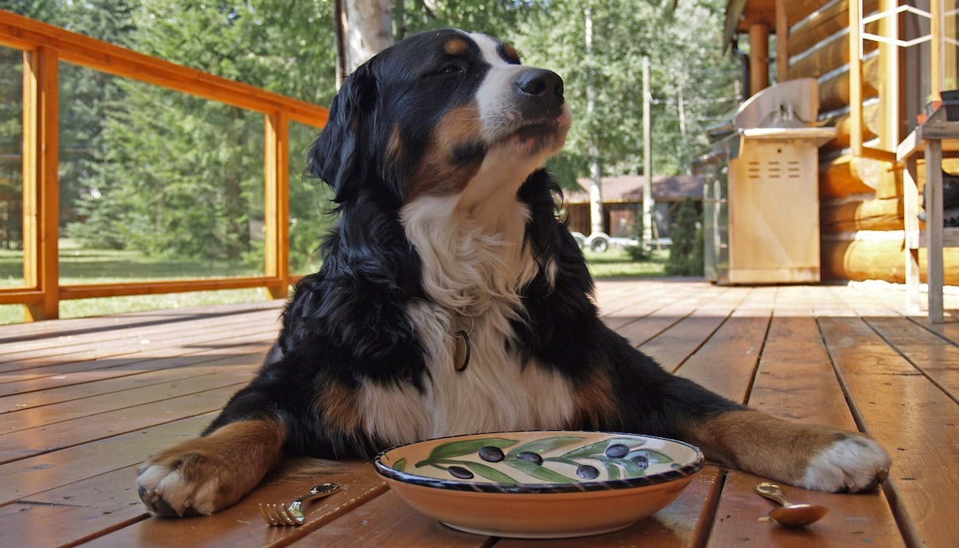 Bernese mountain dog waiting for his dinner 