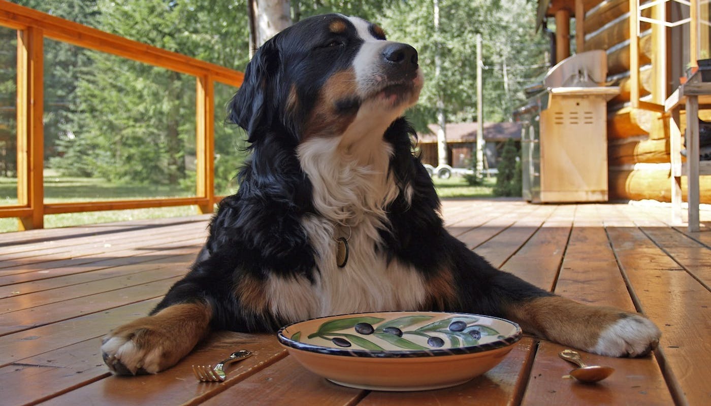 Bernese mountain dog waiting for his dinner 