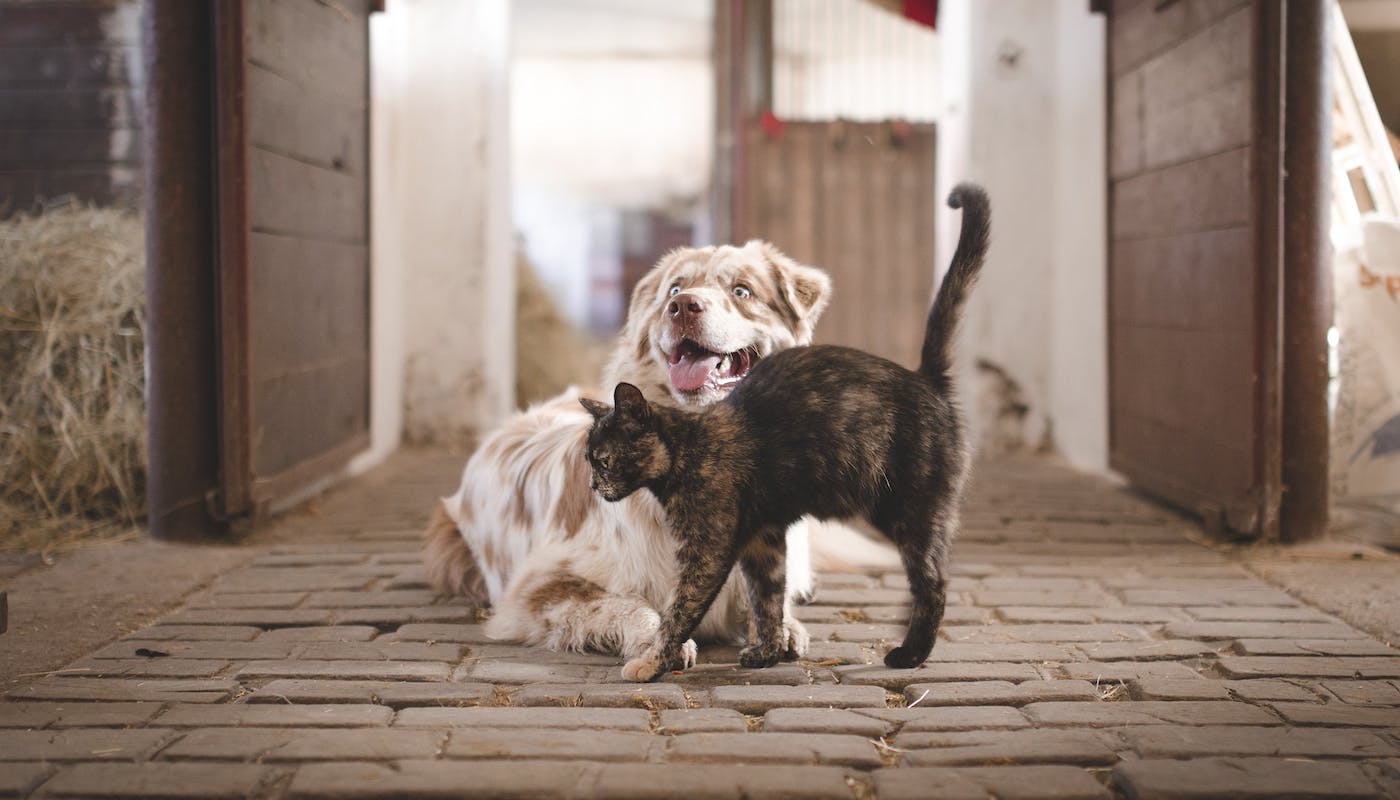 cat and dog hanging out in a barn