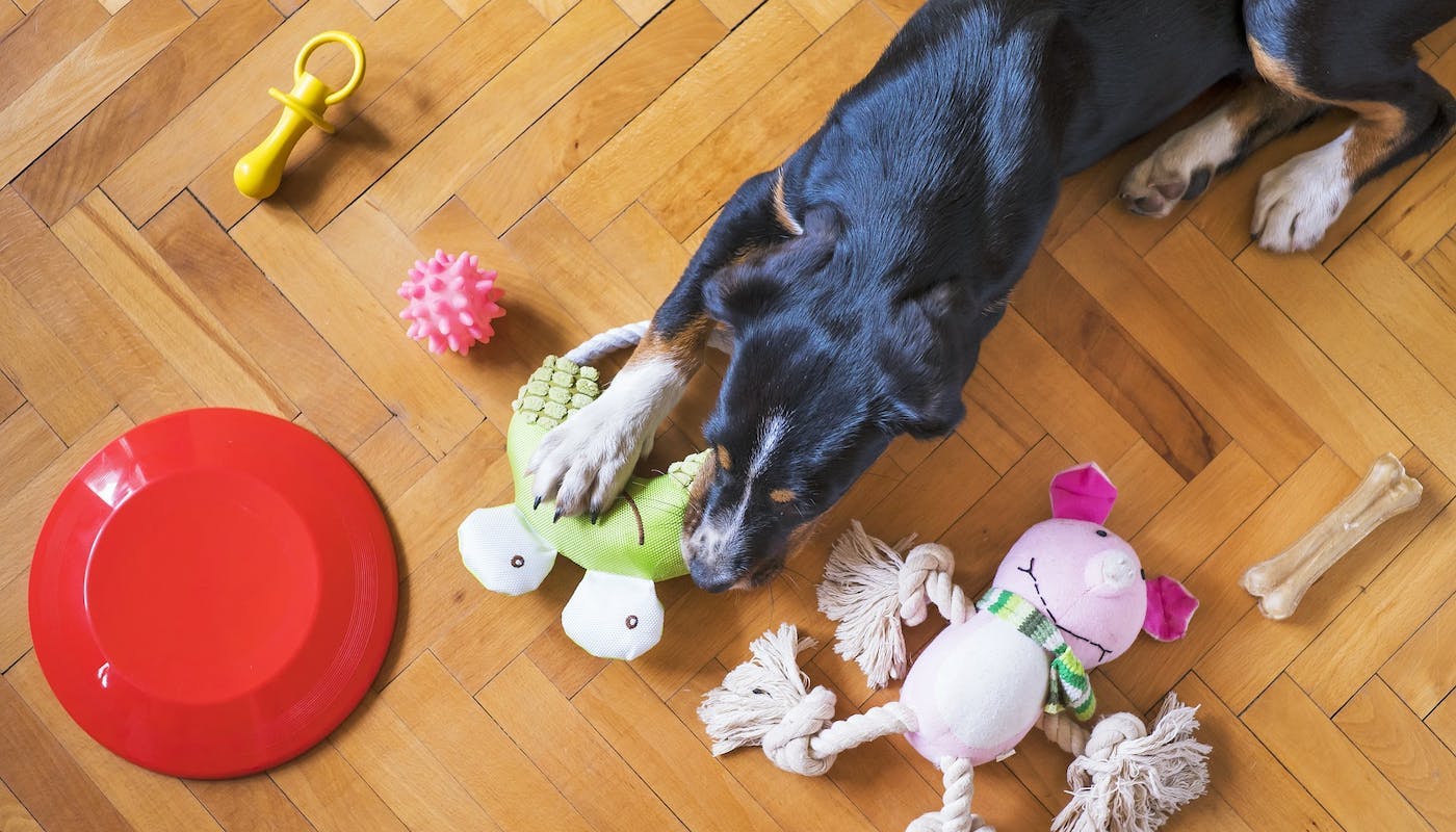 Dog tidying toys