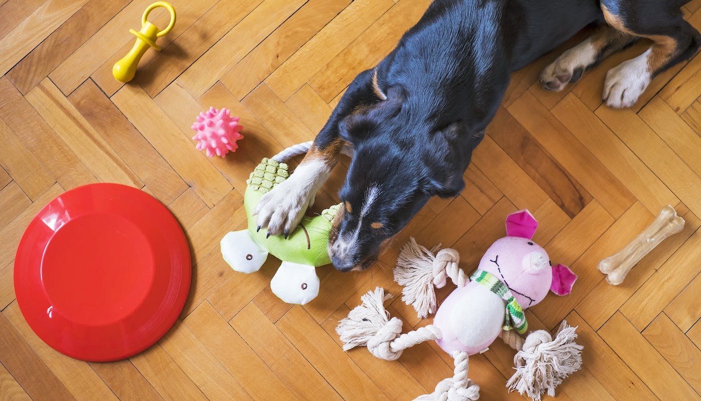 doggo playing with her selection of toys