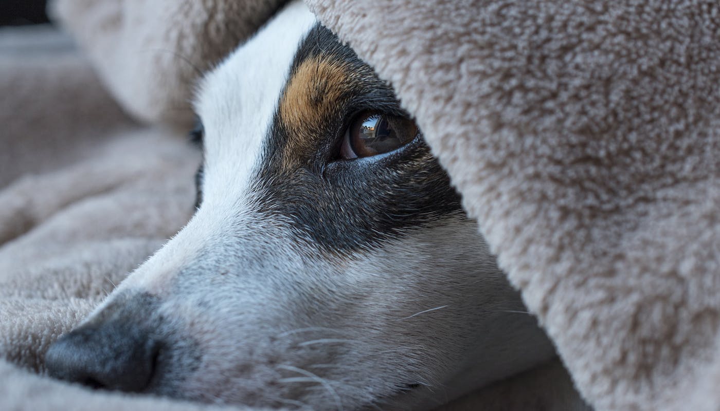 Poorly dog under blanket 