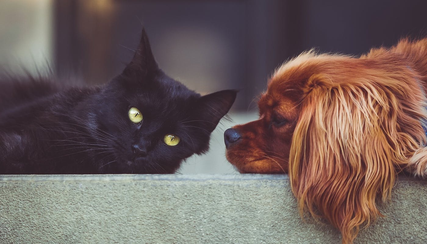 Black cat and red spaniel lying next to each other 
