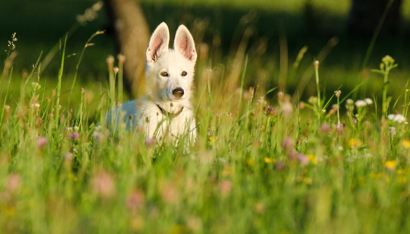 White shepherd puppy enjoying walkies 