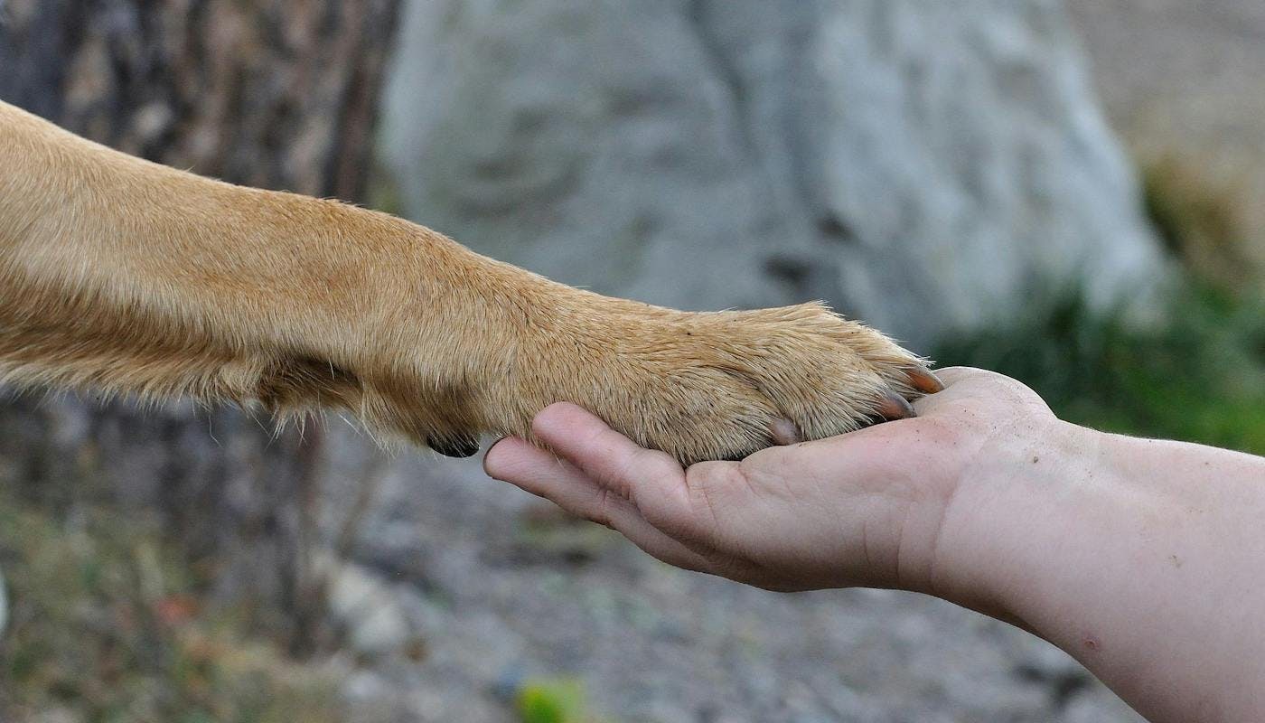 dog paw in human hand