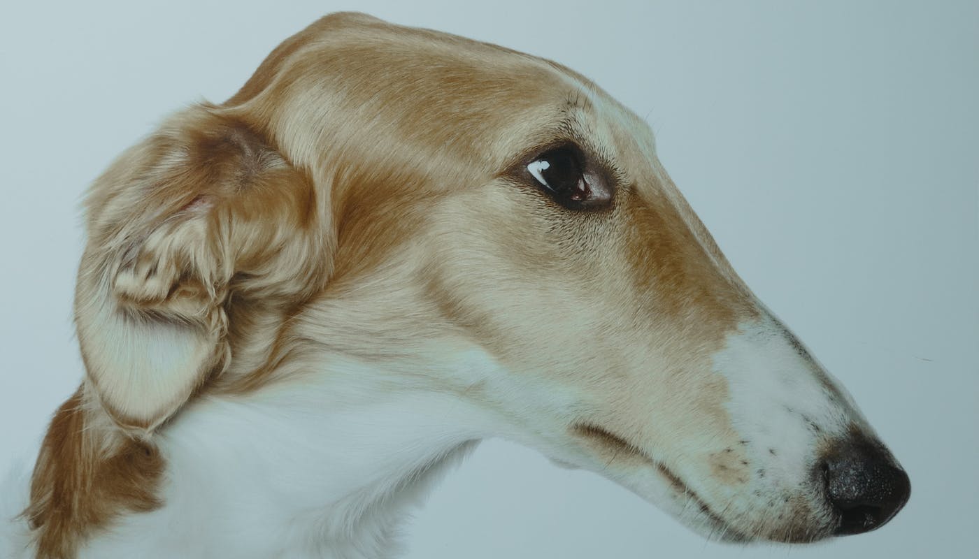 handsome sighthound