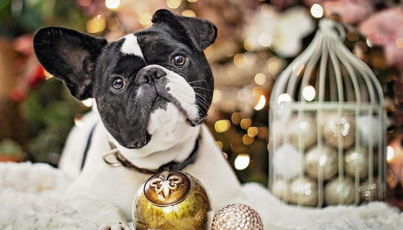Christmas Frenchie with decorations 