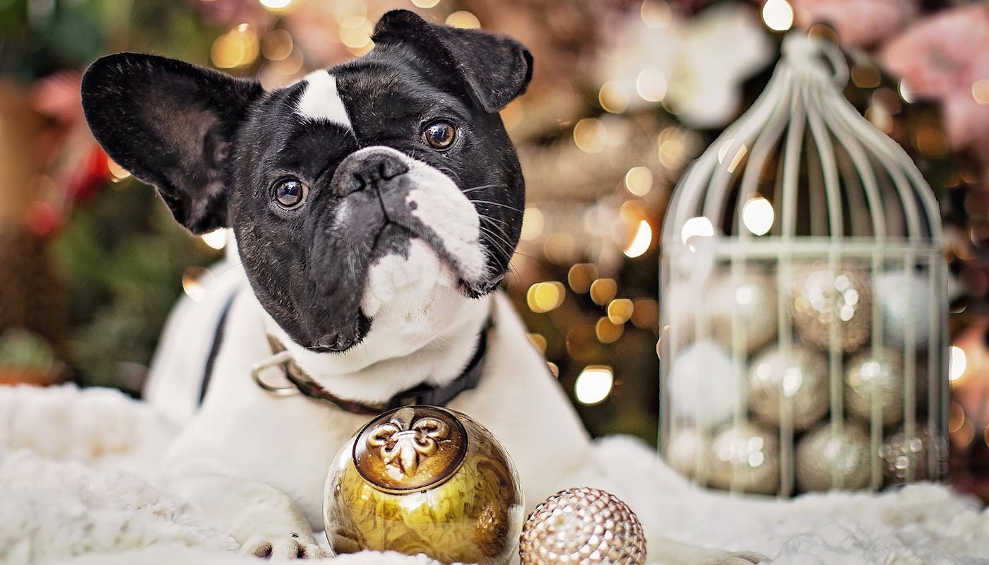 Christmas Frenchie with decorations 