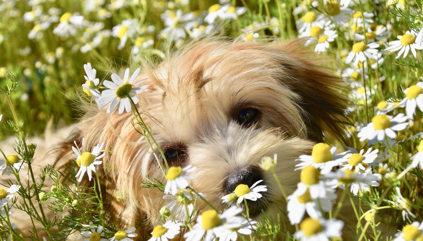 pretty dog in flowers 