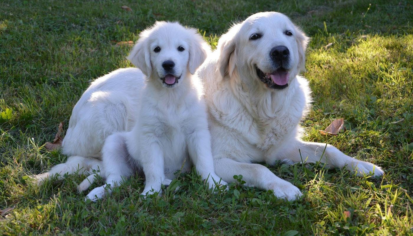 Labrador Mummy and puppy 